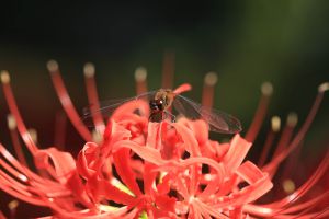 s*5様 虎 残響 赤 ヒガンバナ #172 suzuki takayuki peasant dress vermilion (限定