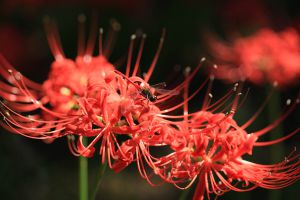 s*5様 虎 残響 赤 ヒガンバナ #172 mqdefault.jpg