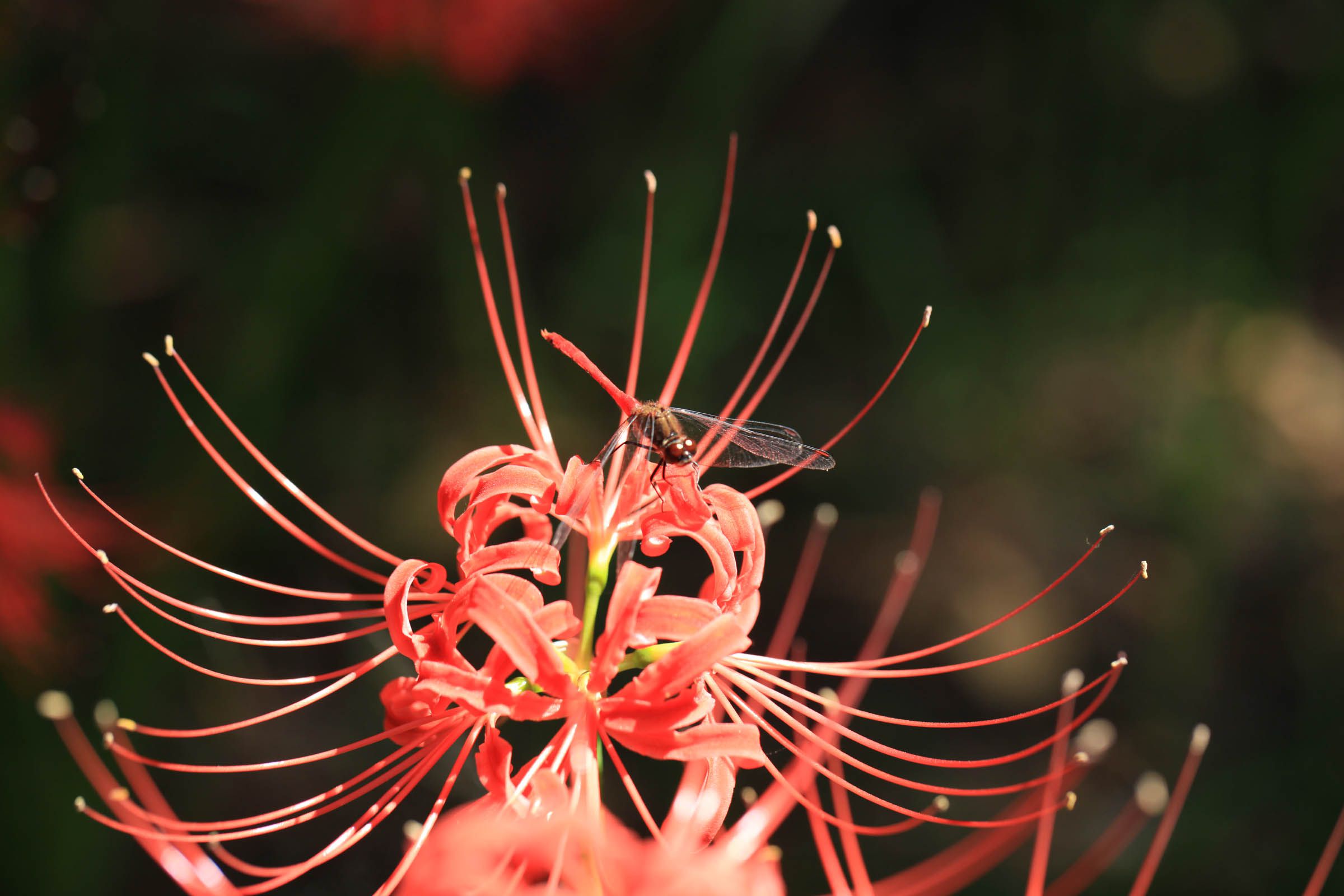 s*5様 虎 残響 赤 ヒガンバナ #172 s*5様 虎 残響 赤 ヒガンバナ #172