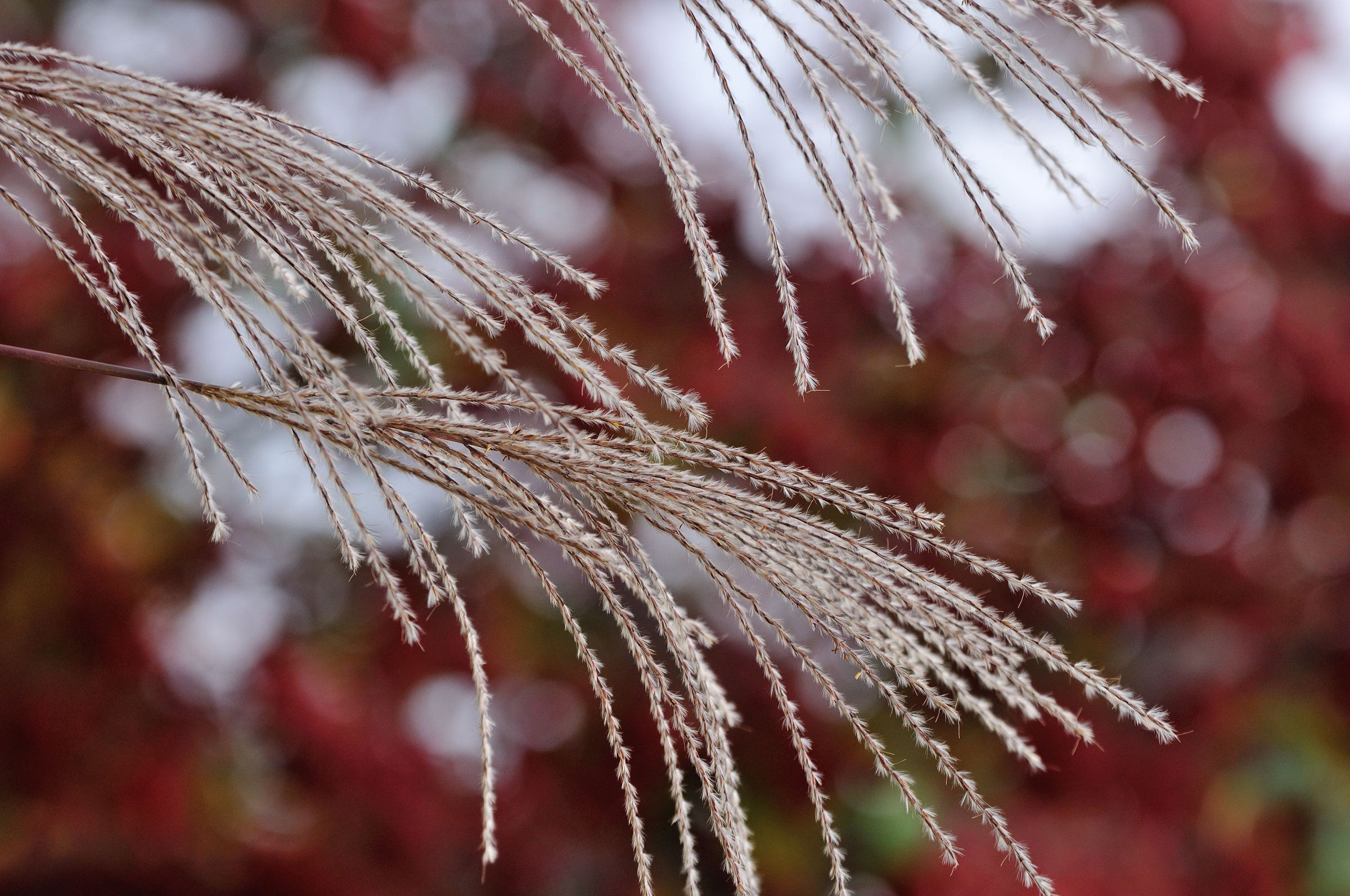 時雨模様 | GANREF