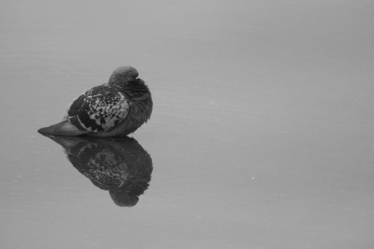 FUJIFILM X-S20で撮影された写真 | 写真検索 | GANREF