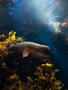 ミカミカ様　古代魚　深海魚　クラゲ　オーダー ミカミカ様 古代魚 深海魚 クラゲ オーダー ミカミカ様 古代魚