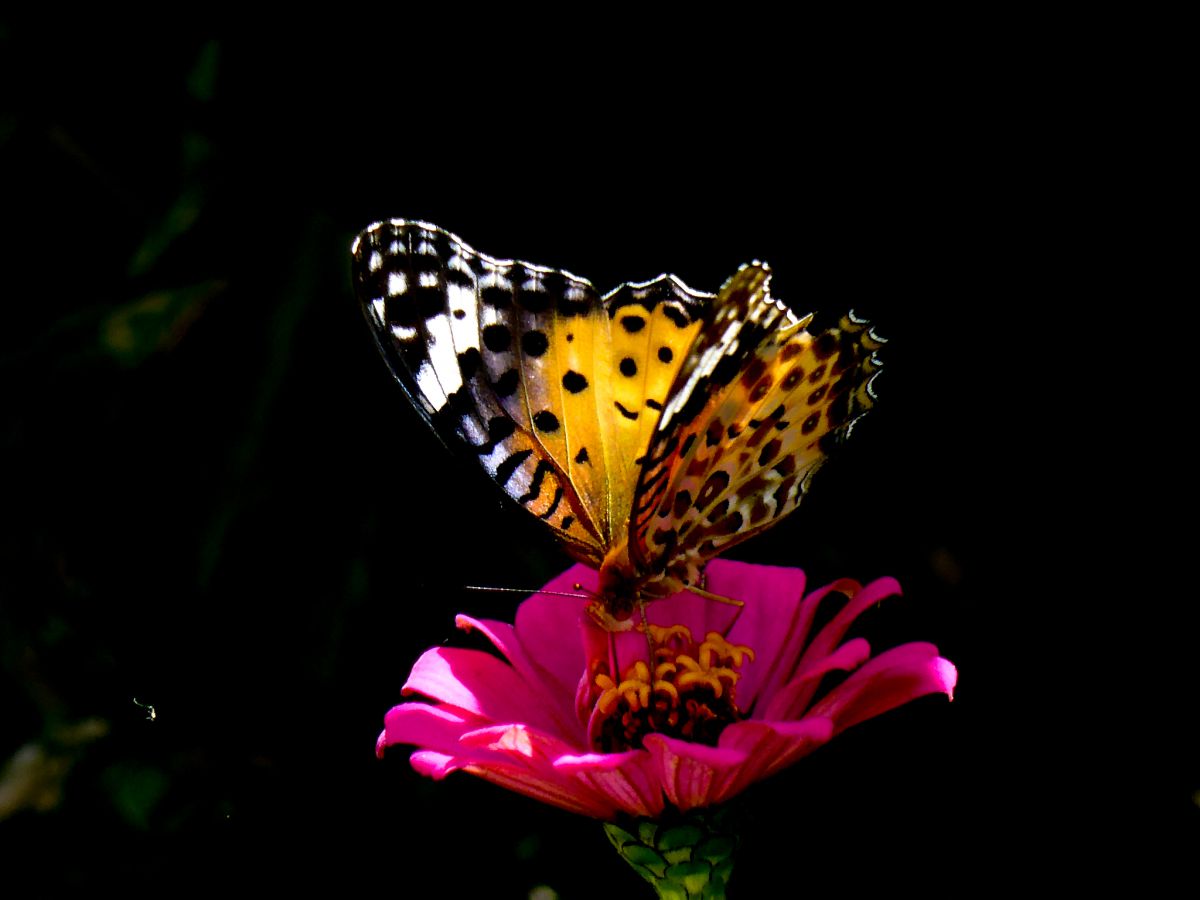 LUMIX DMC-TZ40で撮影された写真 | 写真検索 | GANREF LUMIX DMC-TZ40で撮影された写真 | 写真検索 | GANREF