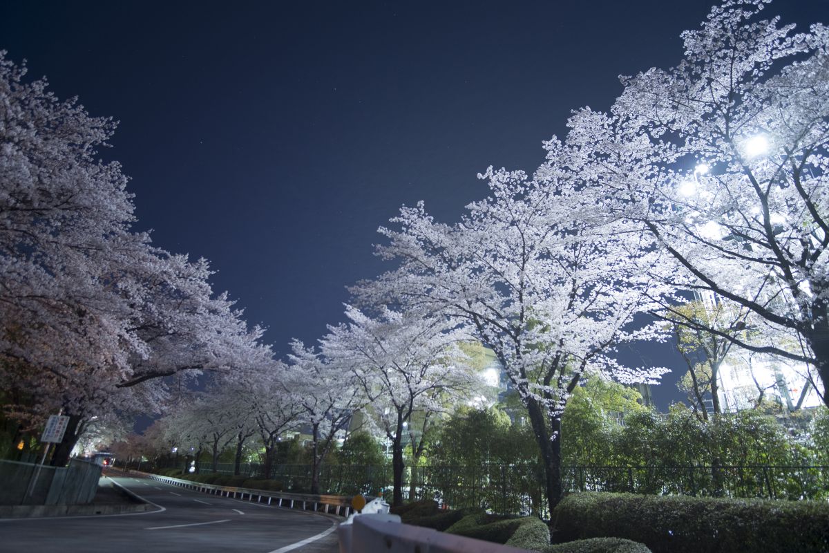 信越化学 松井田工場の桜 自然 風景 その他 Ganref