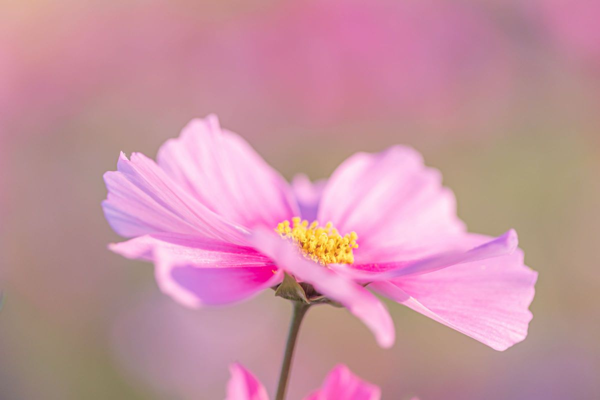 Light pink | GANREF