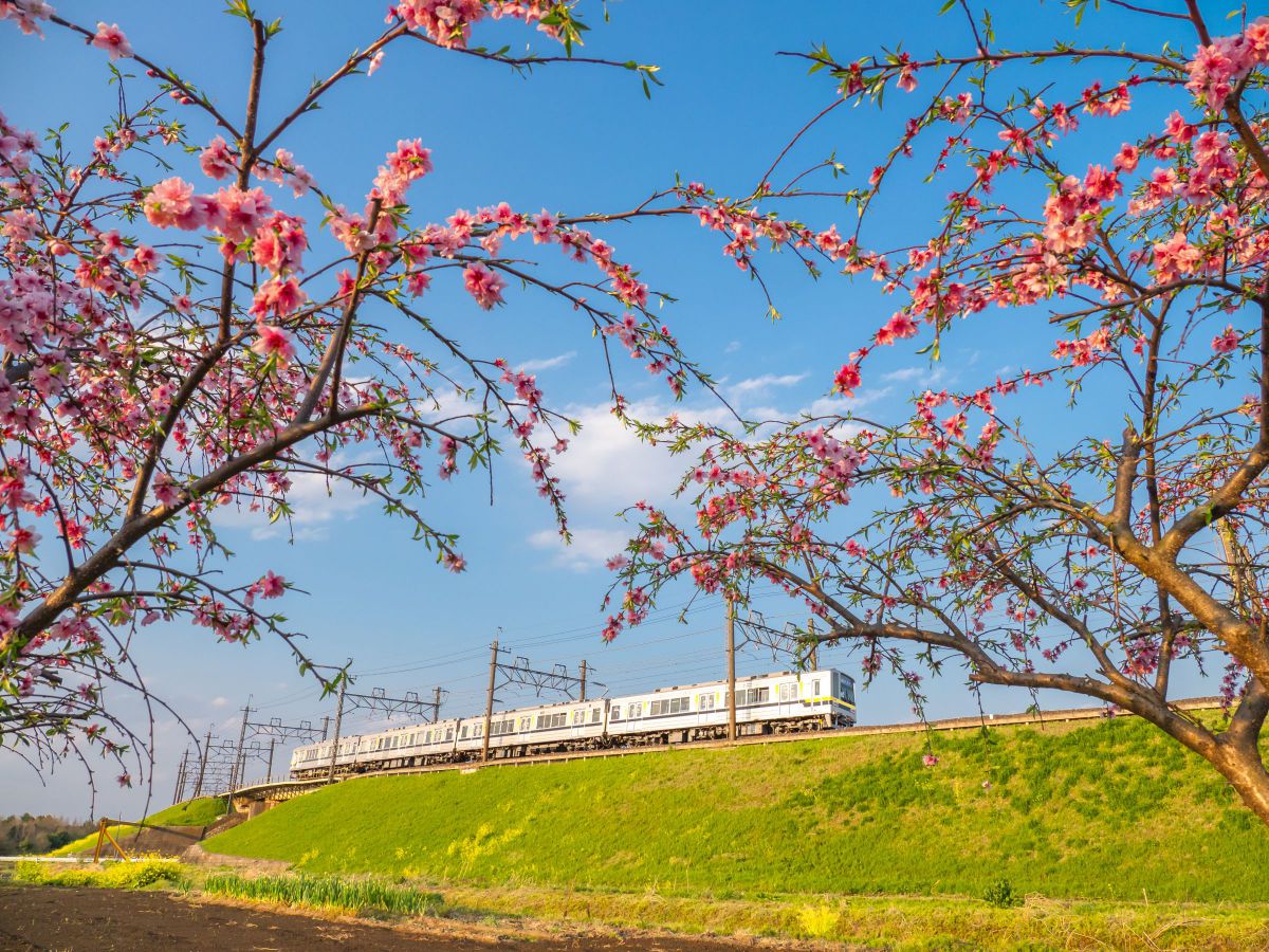 Flower-Train | GANREF