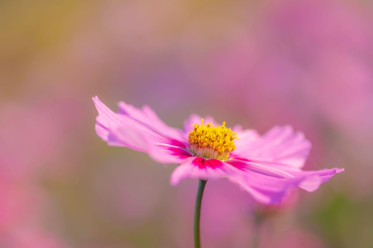 pale pink | GANREF