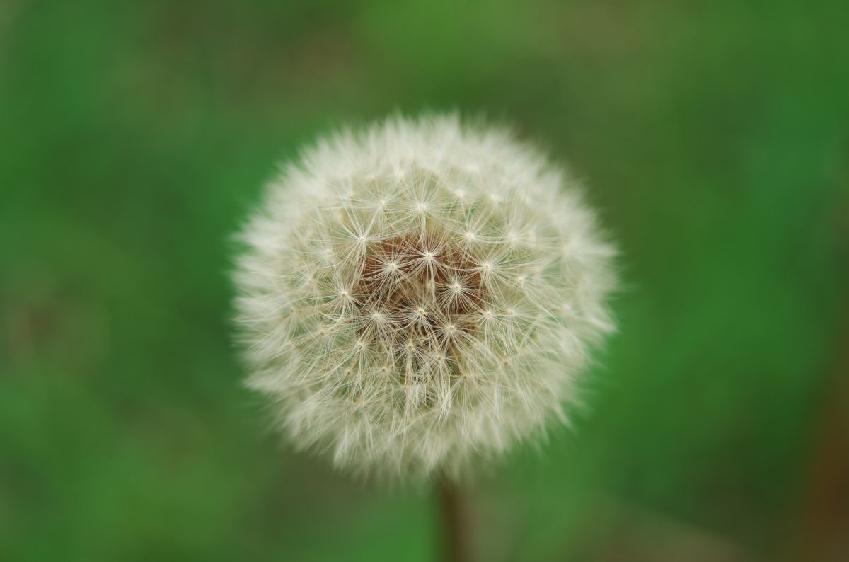 たんぽぽ ぽんぽん わたげ ふわふわ 植物 種 球根 Ganref