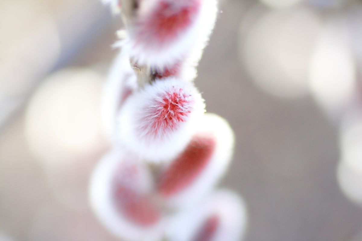 猫のほわほわぁ 植物 花 花びら Ganref
