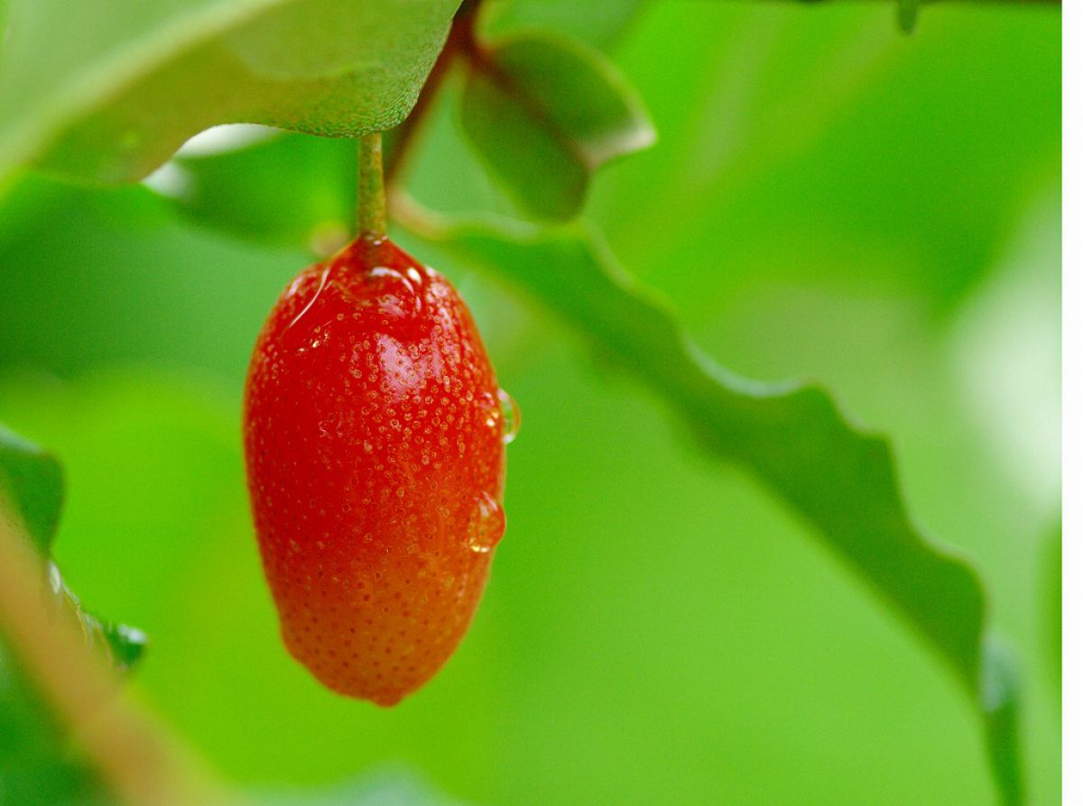 里山で見つけたグミ 植物 実 果実 Ganref