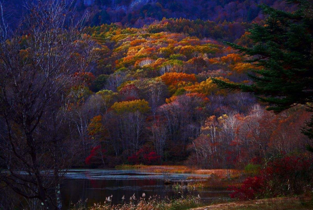 ☆ 写真のGWC LUMIX G X VARIO PZ 45-175mm/F4.0-5.6 ASPH./ POWER O.I.S.で撮影され