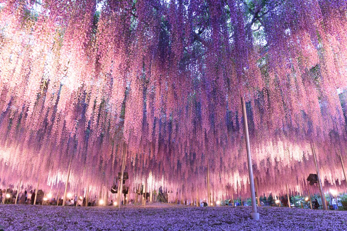 世界一の藤の花を見に行く | GANREF