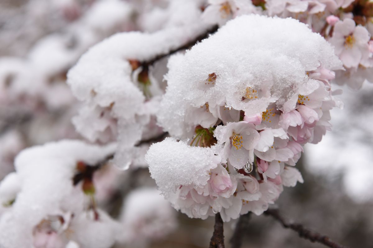 雪桜撮影記 | GANREF