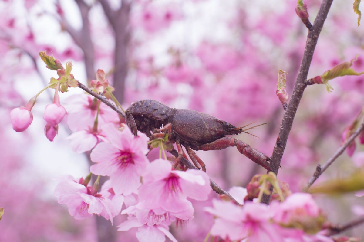 サクラエビ GANREF