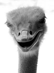 ダチョウ ３ 動物 その他の陸の生物 Ganref