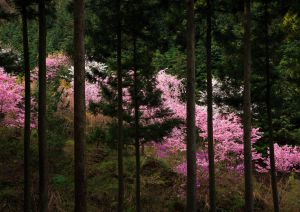 里山の一本桜 | GANREF