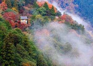 雨の嵐山 p706p5g ランデブー re | モトーリモーダ公式オンラインショップ
