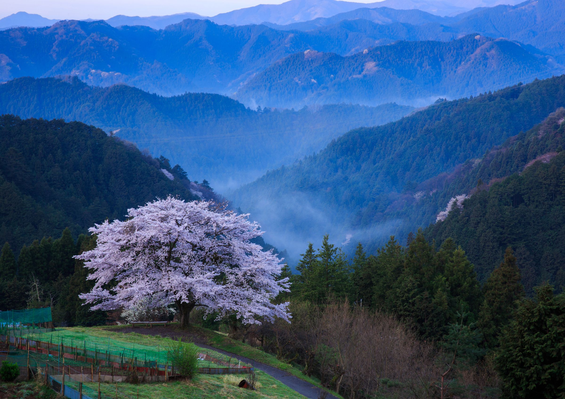 里山の桜 里山の一本桜 | GANREF