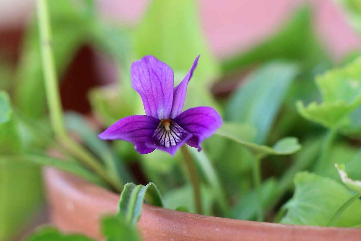 すみれ、、が、 咲いた(^^♪ GANREF