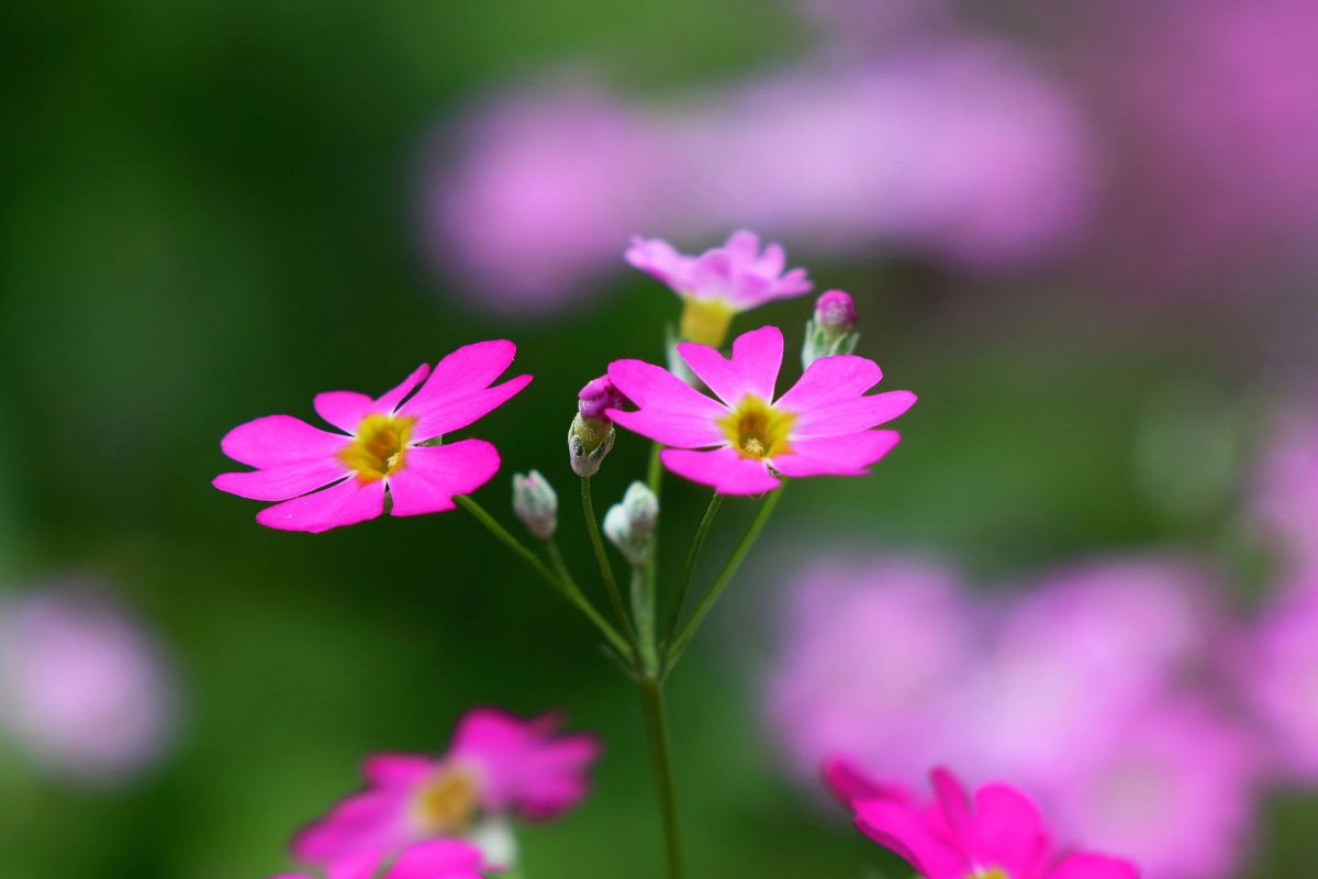 プリムラマラコイデス 植物 花 花びら Ganref