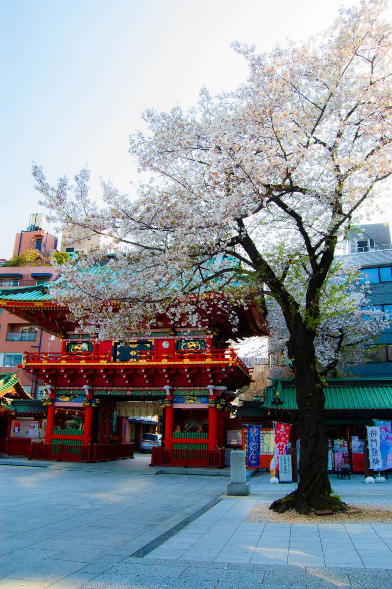桜と神田明神 植物 桜 Ganref