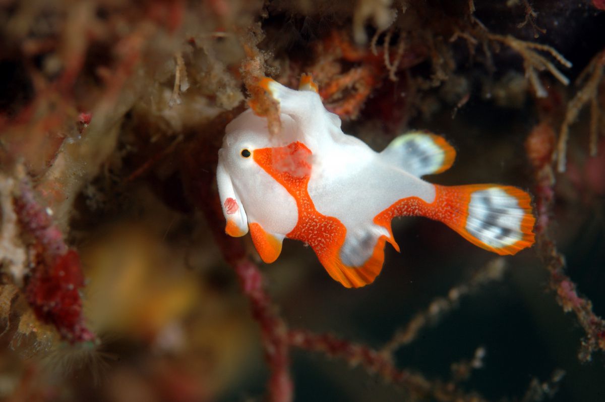 クマドリイザリウオ 動物 魚類 Ganref クマドリイザリウオ 動物 魚類 Ganref