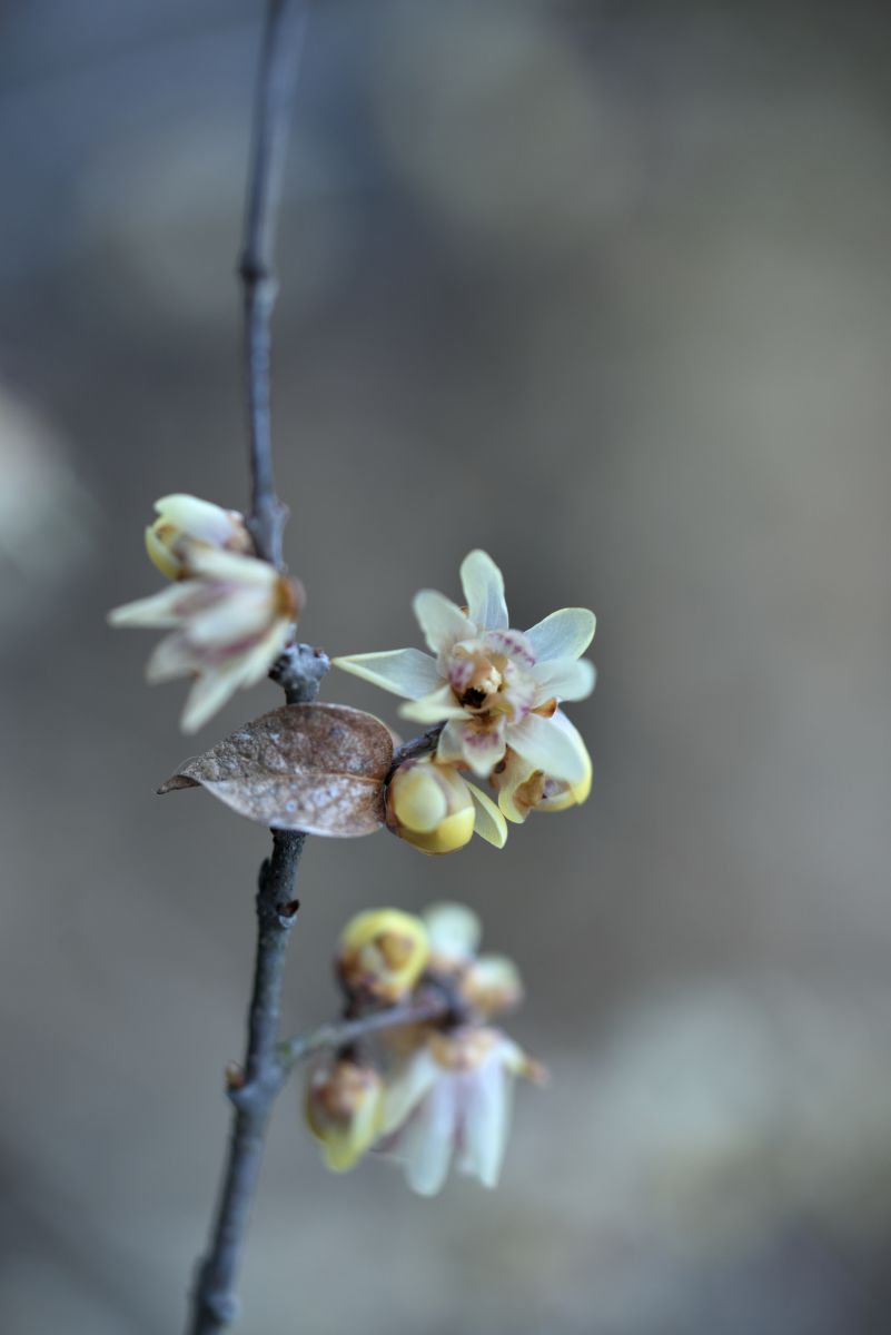 冬マクロ 白いロウバイ 植物 花 花びら Ganref