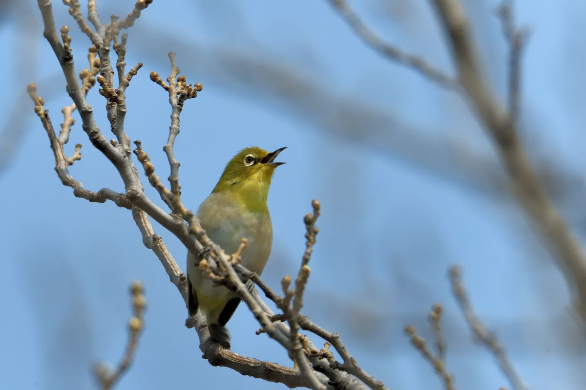 鳥撮り メジロのラブソング 自然 風景 その他 Ganref