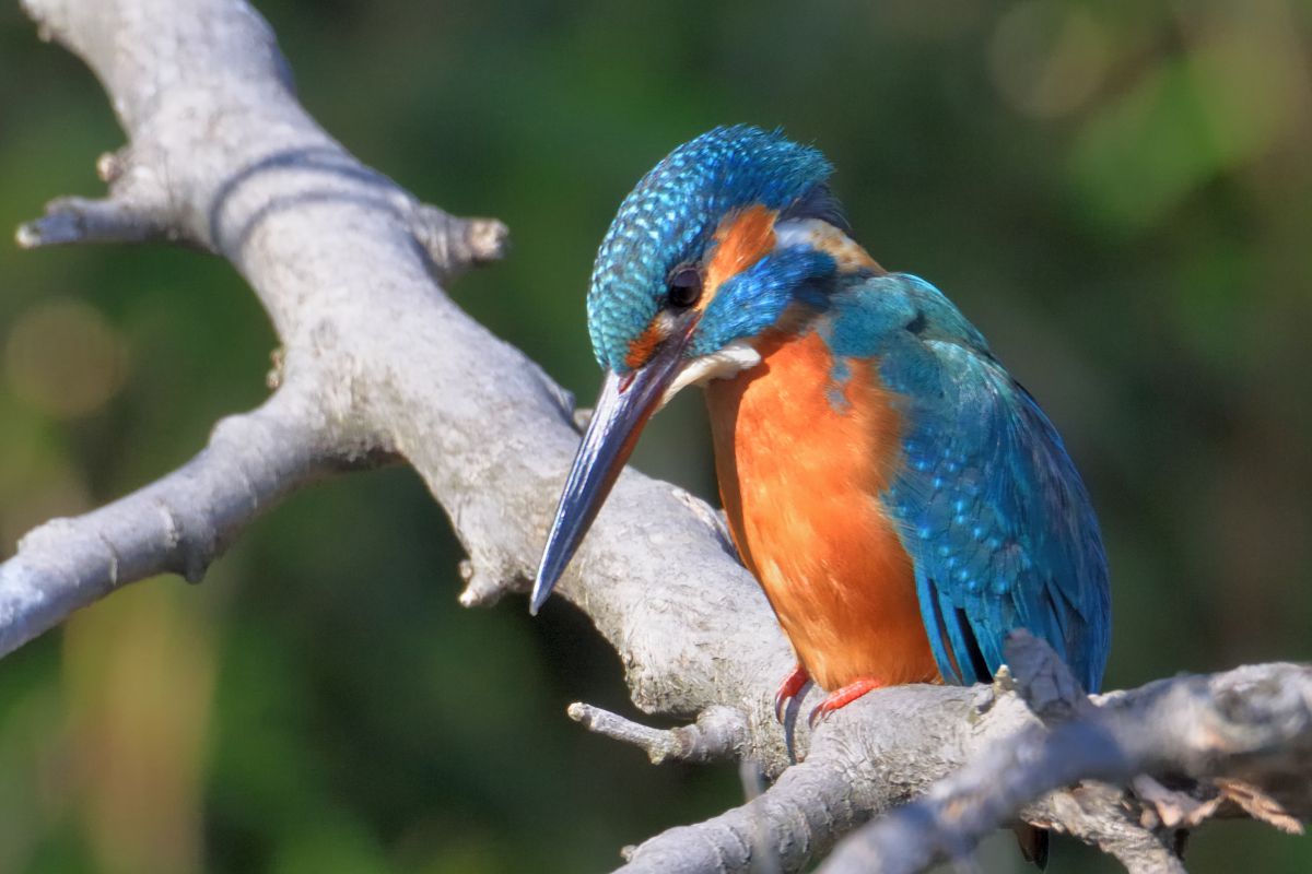 鳥撮り 物思いにふける 自然 風景 その他 Ganref