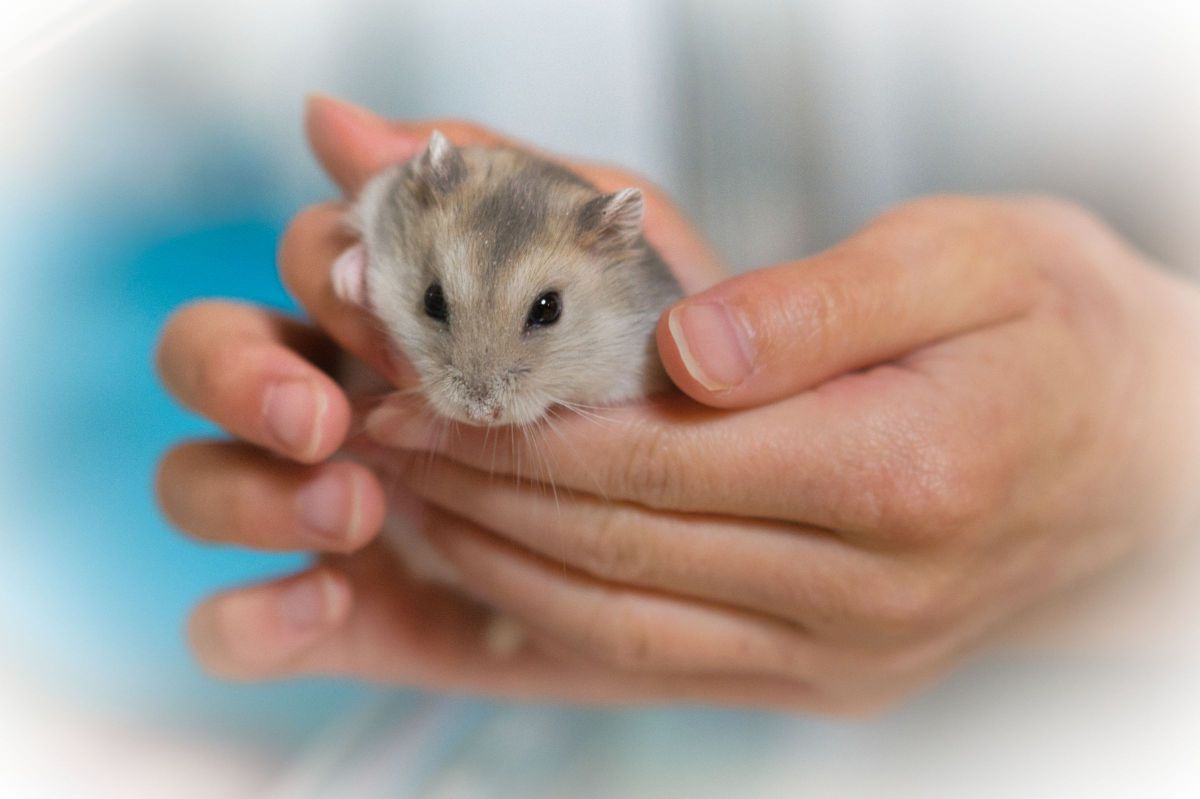 手乗りハムスター 動物 小動物 Ganref