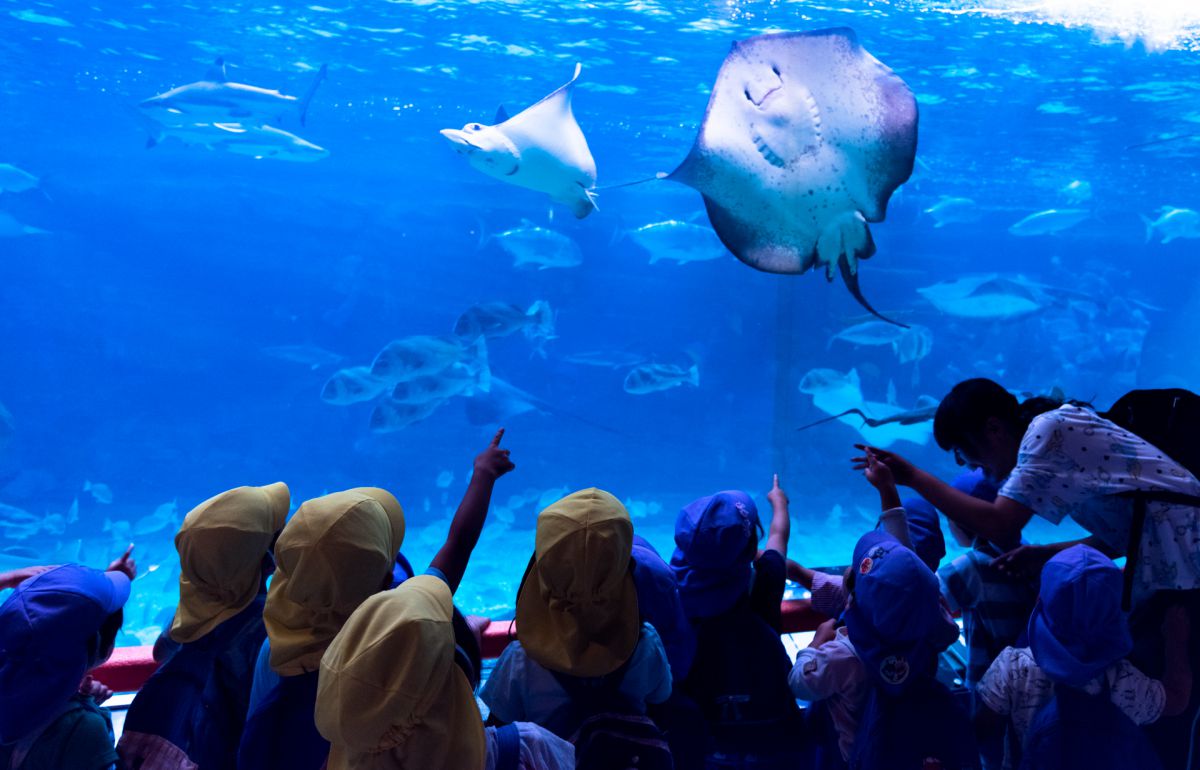 笑ってる 動物 その他の海の生物 Ganref