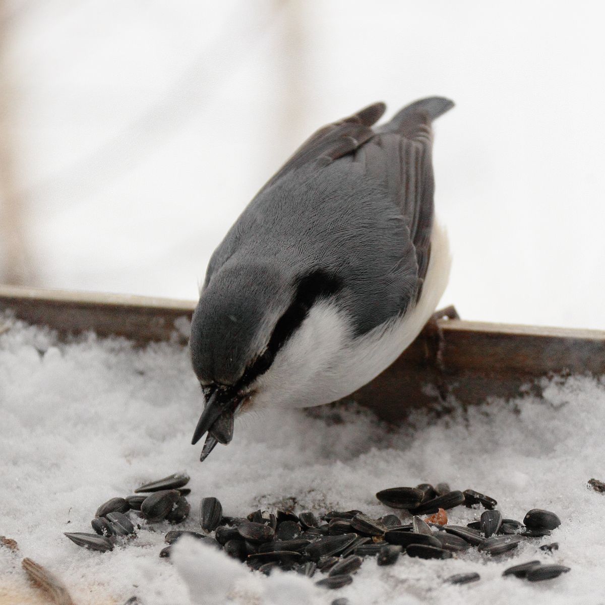 啄む 動物 鳥類 Ganref 啄む 動物 鳥類 Ganref
