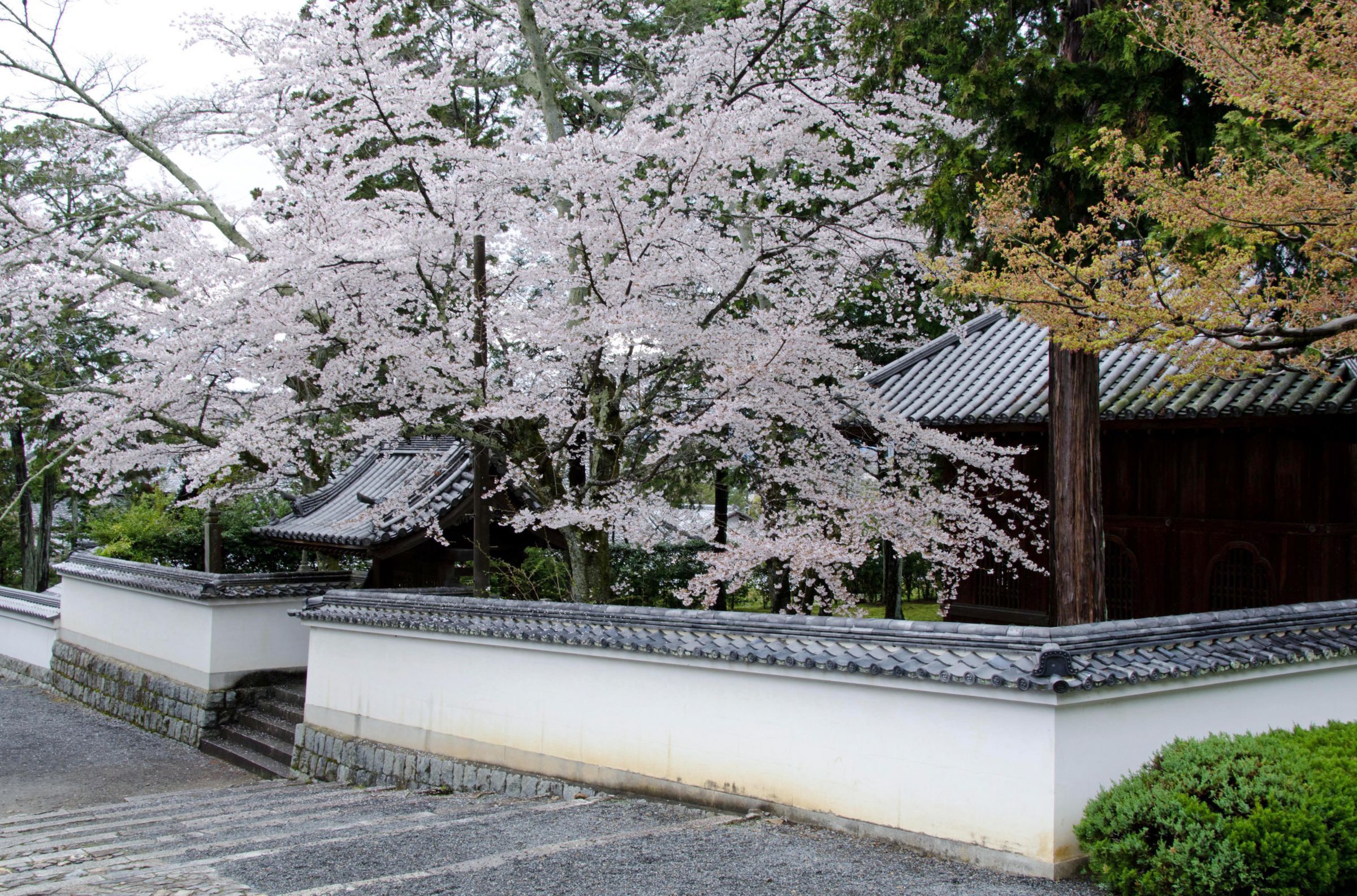 白塀越しの桜 | GANREF
