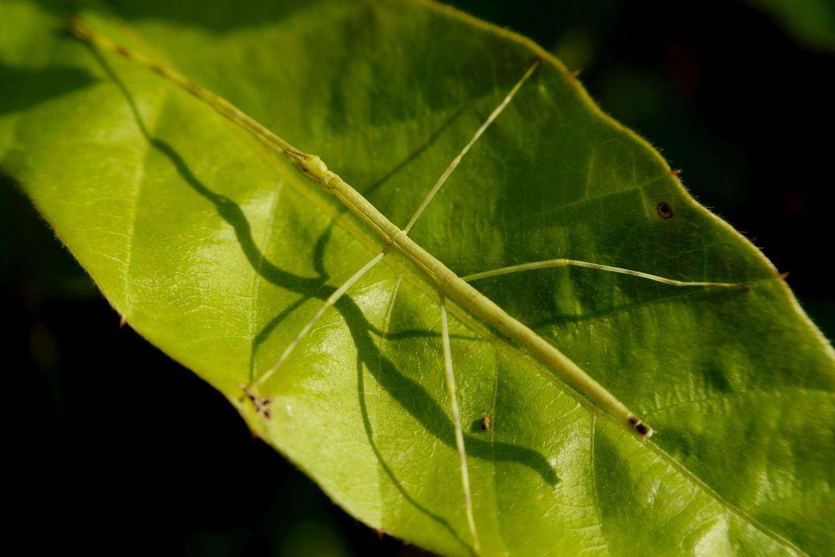 カモフラージュ 動物 虫 昆虫 Ganref
