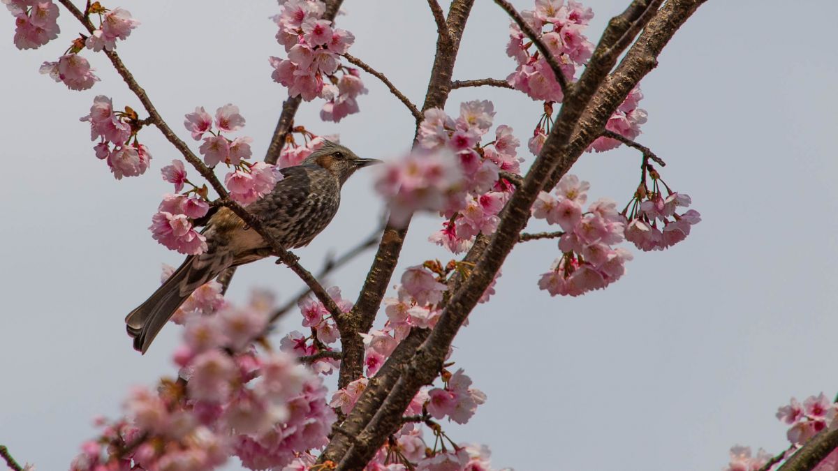 春を告げる花と鳥 植物 花 花びら Ganref