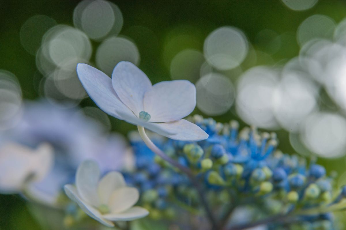 梅雨の衛星 植物 花 花びら Ganref 梅雨の衛星 植物 花 花びら Ganref