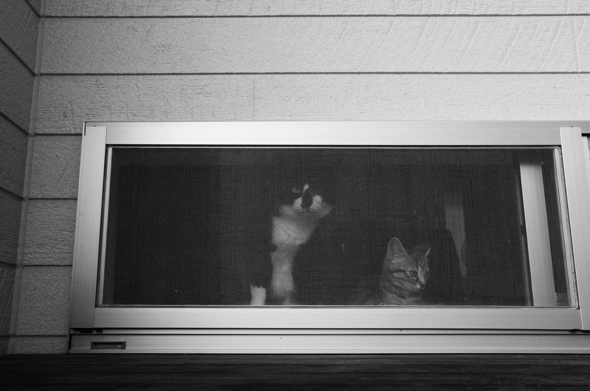 窓からのぞくふたり GANREF