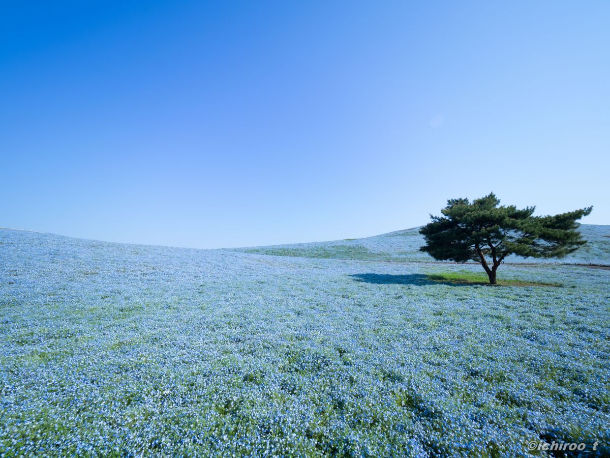 青い世界 植物 花 花びら Ganref