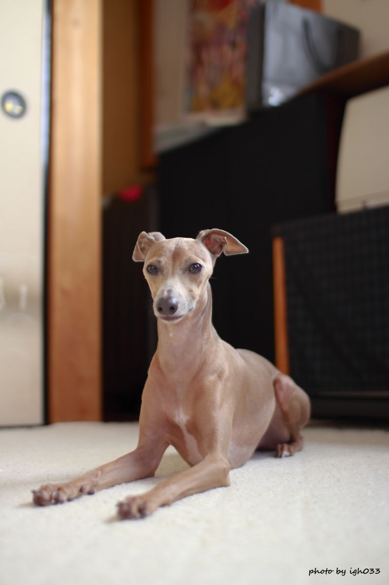 愛犬 名前はワサビです 動物 犬 Ganref