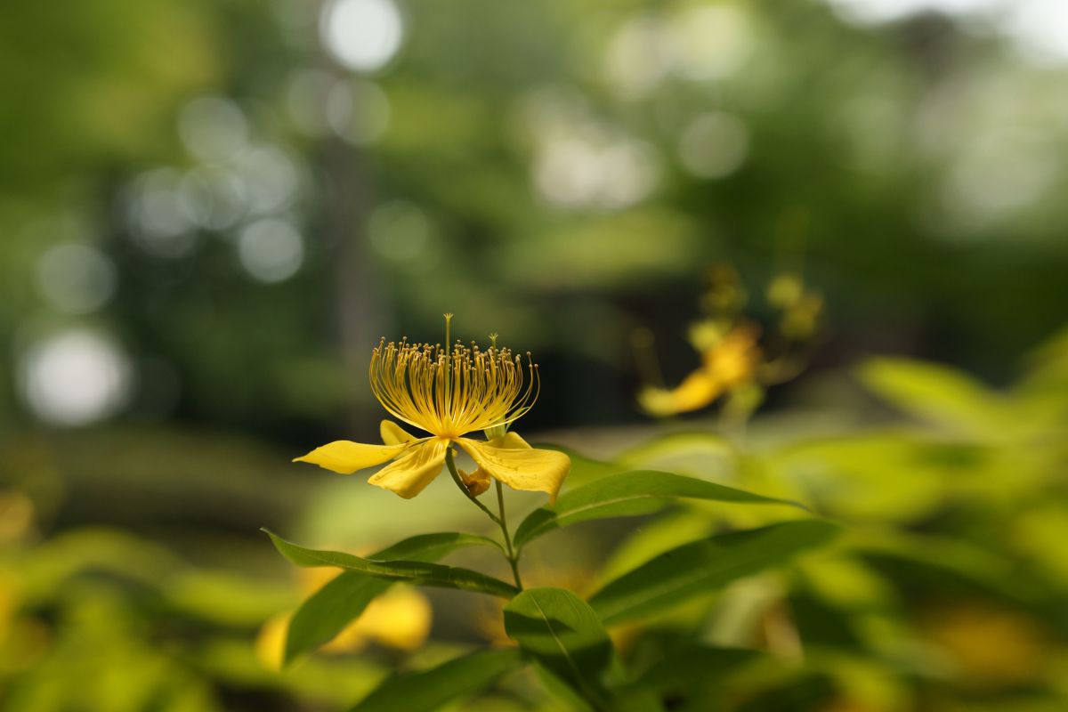 未央柳 ビヨウヤナギ 植物 花 花びら Ganref