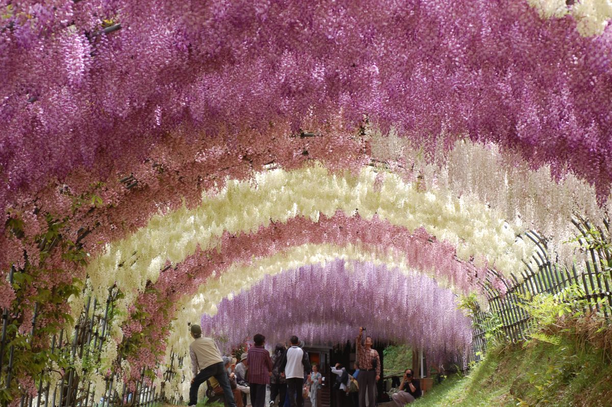 河内藤園 藤のアーチ 植物 花 花びら Ganref