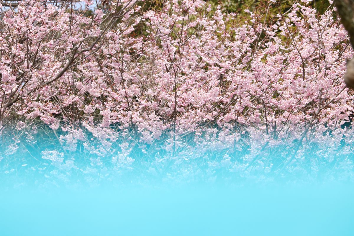 EOS Kiss X8iで撮影された写真 | 写真検索 | GANREF