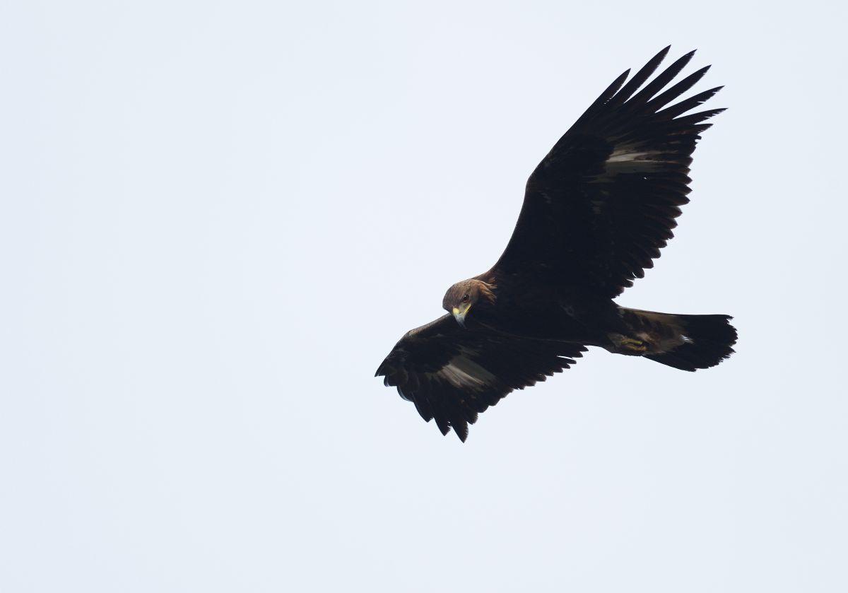 イヌワシ初見 初撮り 動物 鳥類 Ganref