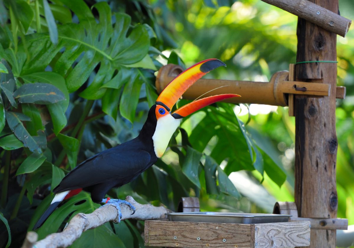 飼育されている オニオオハシ です 動物 鳥類 Ganref