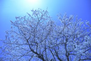 e7393a9dcabf2f159af957570523b7