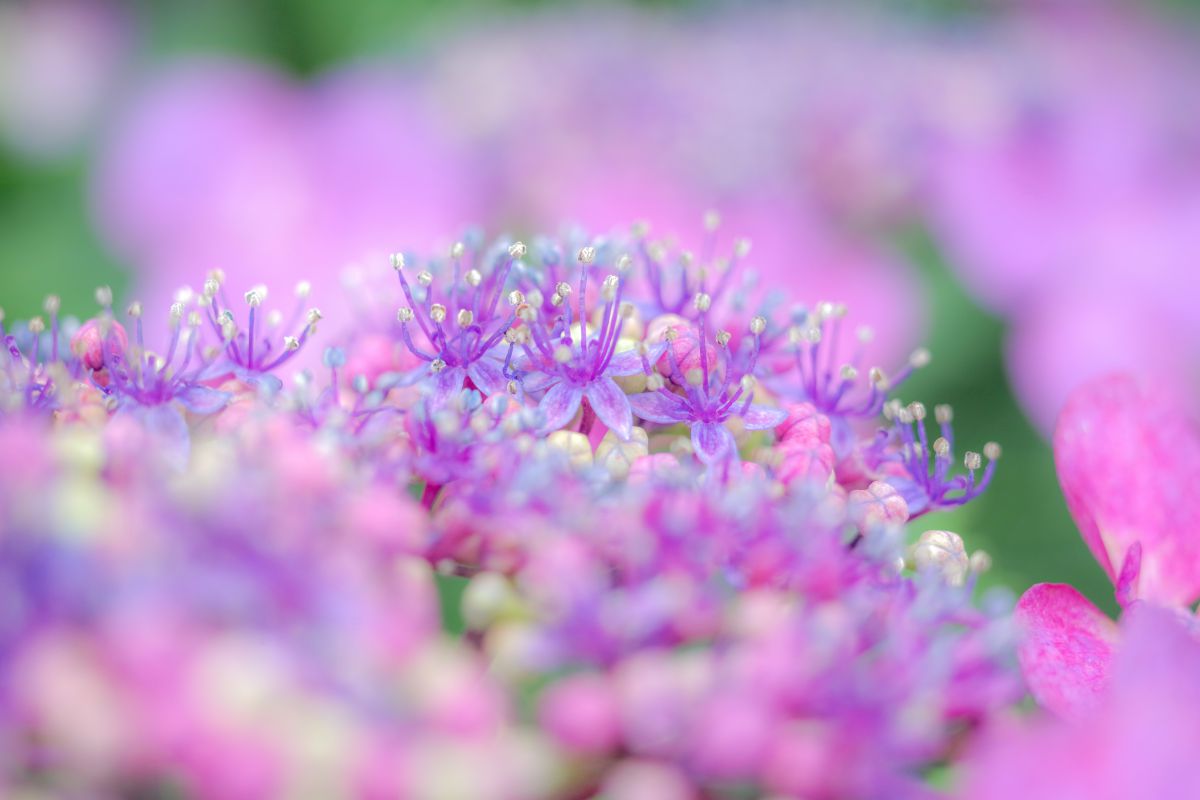 小さな小さな お花畑 見っけ 植物 花 花びら Ganref