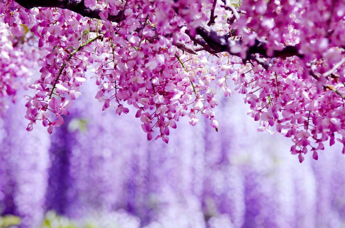 紅藤 ベニフジ と藤色の滝 植物 花 花びら Ganref