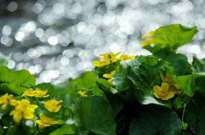 立金花 リュウキンカ 花言葉は 必ず来る幸福 植物 花 花びら Ganref