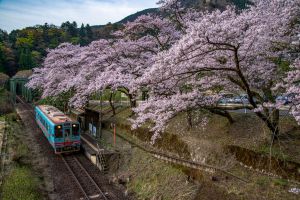 桜の似合う駅 樽見鉄道『日当駅』 | GANREF