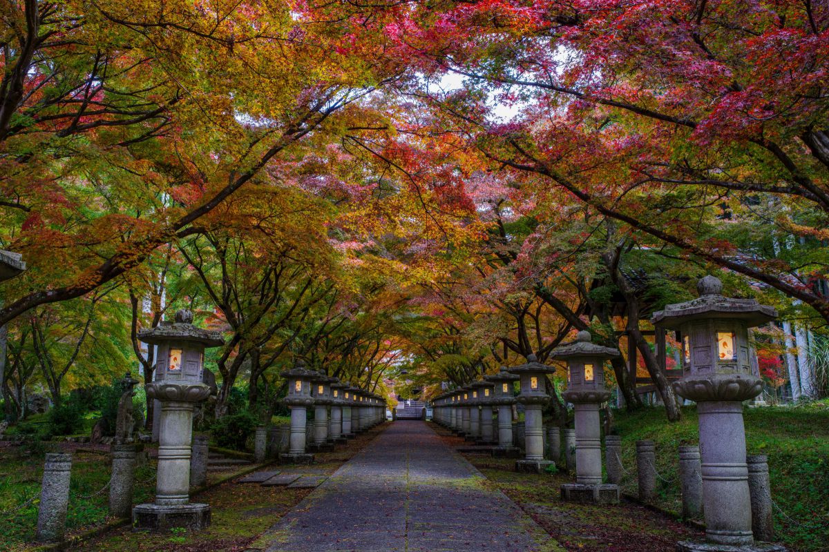 もみじの盆栽と石灯籠 明かりが灯る石灯籠と石畳の参道に『もみじのトンネル』 | GANREF
